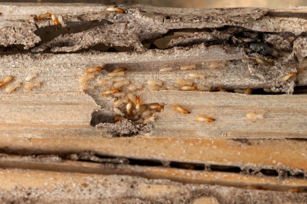 Best Commercial Pest Control Services  in Pass Christian, MS