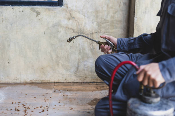Best Affordable Pest Control Services  in Pass Christian, MS